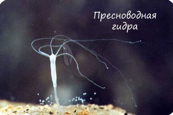 Ссылка на кракен реальная
