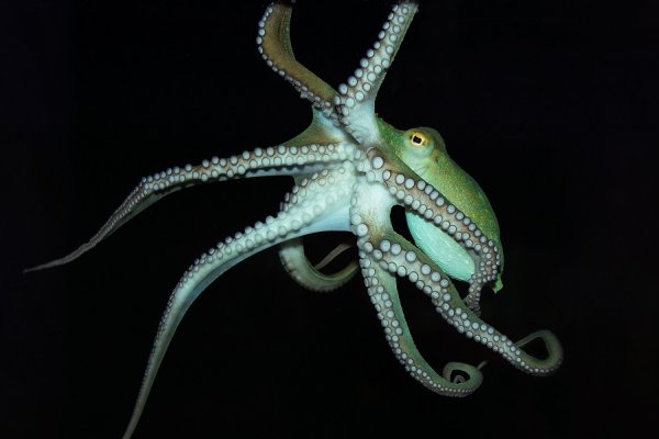 Kraken 14 at сайт
