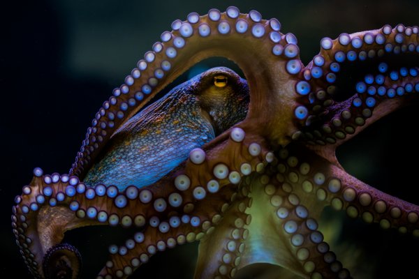 Kraken новая ссылка